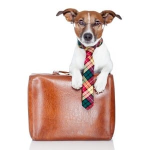 A dog with a briefcase