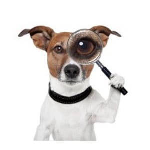 A dog with a magnifying glass